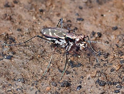 Tiger Beetle - Lophyra striolata  Lophyra striolata,Palawan,Philippines,Tiger Beetle