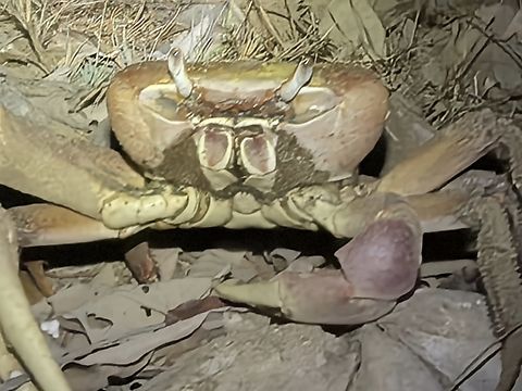 Brown Land Crab - Cardisoma carnifex  Brown Land Crab,Cardisoma carnifex,Crab,Indonesia,Land Crab,Lombok
