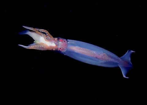 Sthenoteuthis oualaniensis