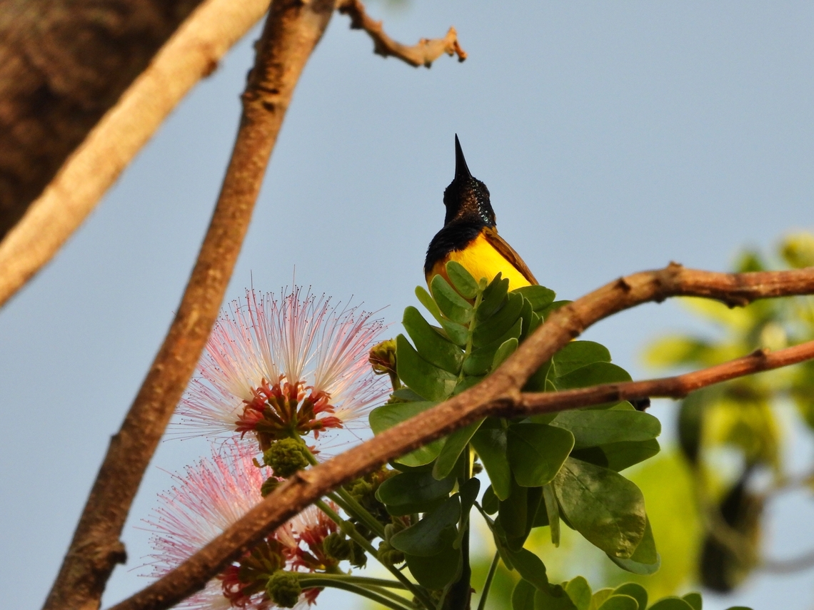 Ornate Sunbird - Cinnyris ornatus            Bird,Cinnyris ornatus,Indonesia,Lombok,Ornate Sunbird,Sunbird