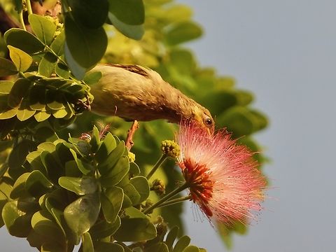 Brown Honeyeater - Lichmera indistincta            Bird,Brown Honeyeater,Honeyeater,Indonesia,Lichmera indistincta,Lombok