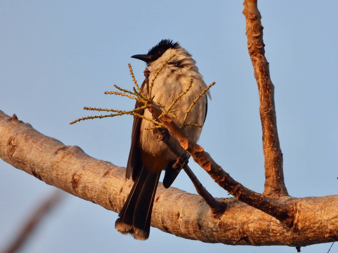 Sooty-Headed Bulbul - Pycnonotus aurigaster            Bird,Bulbul,Indonesia,Lombok,Pycnonotus aurigaster,Sooty-Headed Bulbul