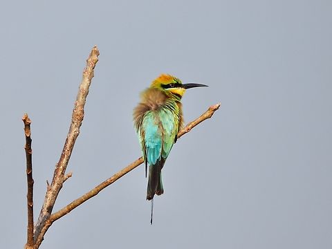Rainbow Bee-Eater - Merops ornatus            Bee-Eater,Bird,Indonesia,Lombok,Merops ornatus,Rainbow Bee-Eater
