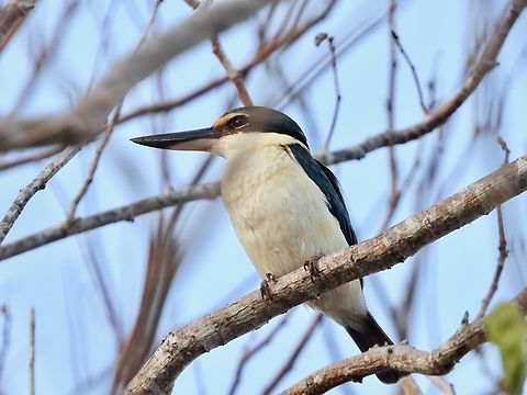 Collared Kingfisher - Todiramphus chloris            Bird,Collared Kingfisher,Collared kingfisher,Indonesia,Kingfisher,Lombok,Todiramphus chloris