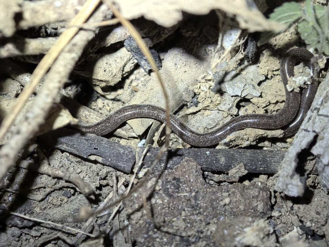 Brahminy Blindsnake - Indotyphlops braminus  Blindsnake,Brahminy Blindsnake,Indonesia,Indotyphlops braminus,Lombok,Snake