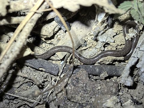 Brahminy Blindsnake - Indotyphlops braminus  Blindsnake,Brahminy Blindsnake,Indonesia,Indotyphlops braminus,Lombok,Snake