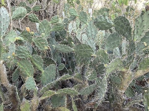 Red-Flower Pricklypear - Opuntia elatior  Cactus,Indonesia,Lombok,Opuntia elatior,Red flower prickly pear,Red-Flower Pricklypear