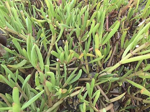 Shoreline Purslane - Sesuvium portulacastrum  Indonesia,Lombok,Plant,Sesuvium portulacastrum,Shoreline Purslane