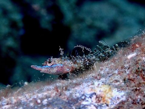 Rhino! Rhinoceros Triplefin - Helcogramma rhinoceros Bali,Fish,Helcogramma rhinoceros,Indonesia,Rhinocerus Triplefin,Triplefin