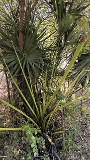 Gibing Palm - Corypha utan  Balim,Corypha utan,Gebang Palm,Indonesia,Palm,Tulamben