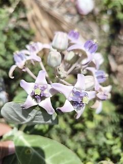 Crown Flower - Calotropis gigantea  Bali,Calotropis gigantea,Crown Flower,Flower,Indonesia,Plant,Tulamben