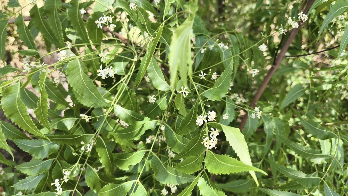 Neem - Azadirachta indica  Azadirachta indica,Bali,Flower,Indonesia,Neem,Plant,Tulamben