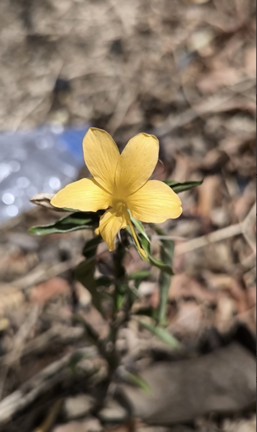 Porcupine Flower - Barleria prionitis  Bali,Barleria prionitis,Flower,Indonesia,Plant,Porcupine Flower,Tulamben