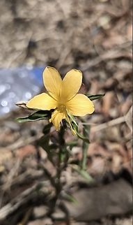 Porcupine Flower - Barleria prionitis  Bali,Barleria prionitis,Flower,Indonesia,Plant,Porcupine Flower,Tulamben