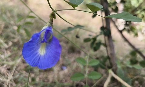 Blue-Pea - Clitoria ternatea  Bali,Blue-Pea,Clitoria ternatea,Flower,Indonesia,Plant,Tulamben