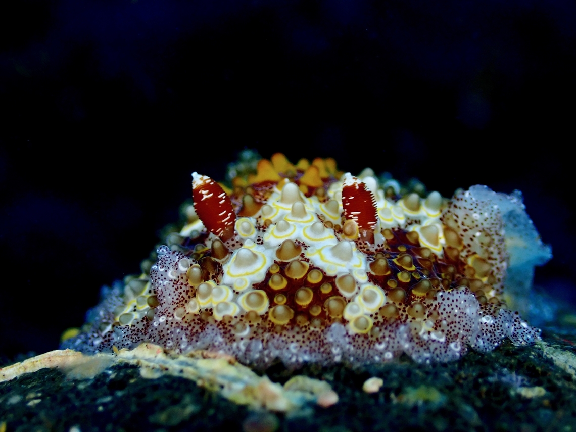Nudibranch - Carminodoris estrelyado  Bali,Carminodoris estrelyado,Indonesia,Nudibranch,Tulamben