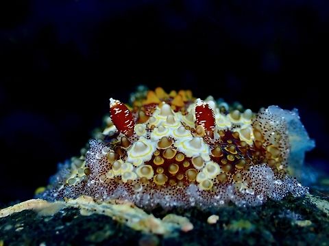 Nudibranch - Carminodoris estrelyado Bali,Carminodoris estrelyado,Indonesia,Nudibranch,Tulamben