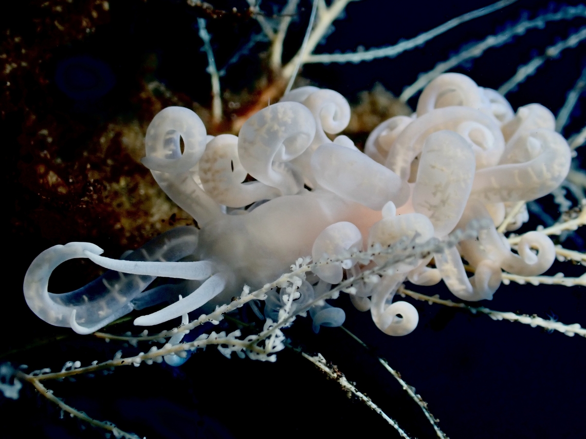 Nudibranch - Phyllodesmium iriomotense  Bali,Indonesia,Nudibranch,Phyllodesmium iriomotense,Tulamben