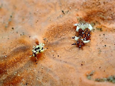 Larger Small Right Nudi Bali,Indonesia,Nudibranch,Trapania miltabrancha,Tulamben