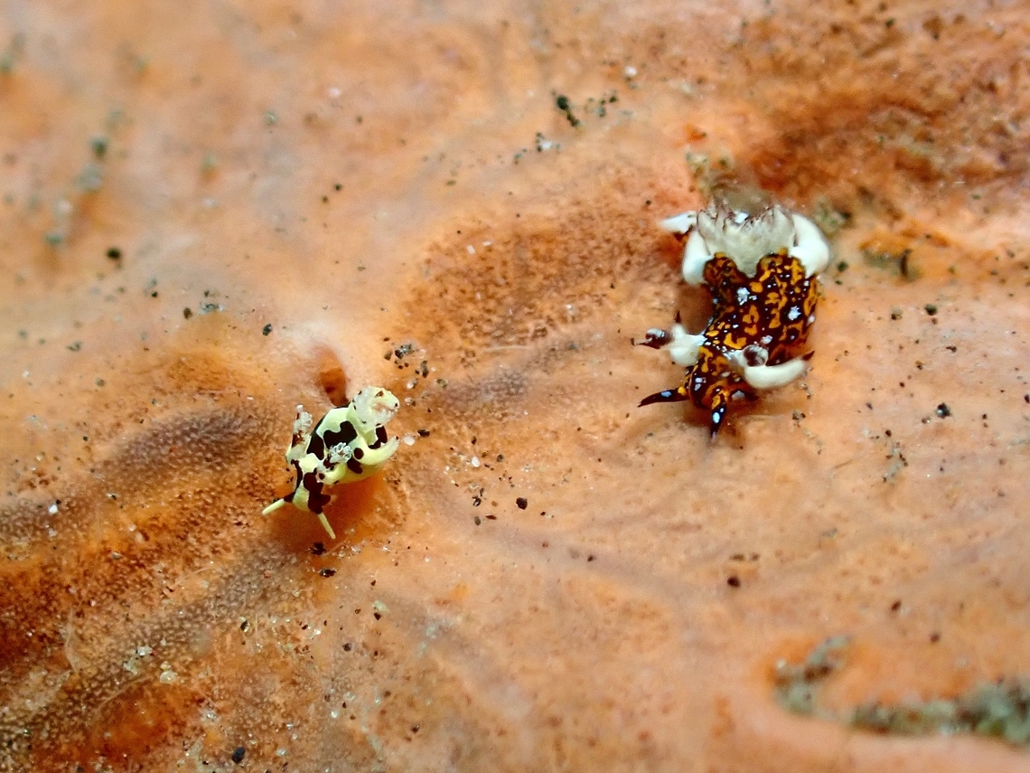 Tiny Small Left Audi Bali,Indonesia,Nudibranch,Trapania tamaraw,Tulamben