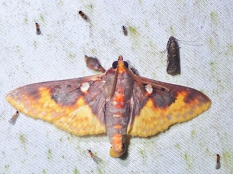 Pearl Moth - Polygrammodes moerulalis  Malaysia,Moth,Pearl Moth,Polygrammodes moerulalis,Sabah