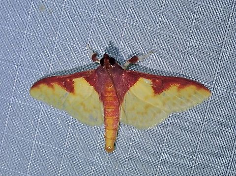 Pearl Moth - Polygrammodes limitalis  Malaysia,Moth,Pahang,Pearl Moth,Polygrammodes limitalis