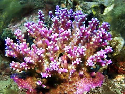 Pretty in Pink! Staghorn Coral - Acropora valida Acropora valida,Bali,Coral,Indonesia,Staghorn Coral,Tulamben