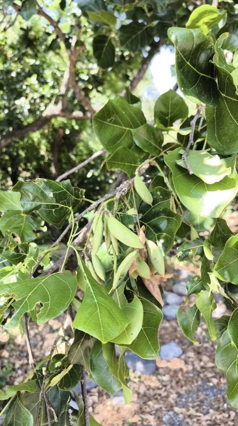 Indian Beech Tree - Millettia pinnata  Bali,Indian Beech Tree,Indonesia,Plant,Pongamia pinnata,Tulamben