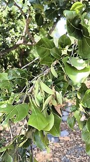 Indian Beech Tree - Millettia pinnata  Bali,Indian Beech Tree,Indonesia,Plant,Pongamia pinnata,Tulamben