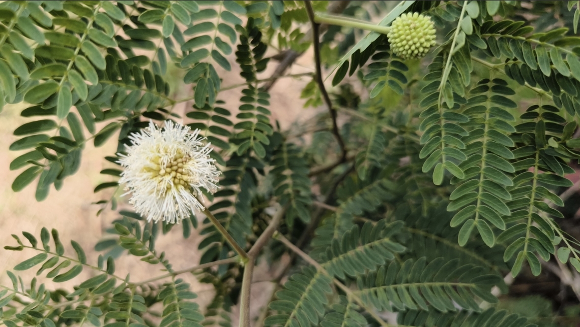 White Leadtree - Leucaena leucocephala  Bali,Indonesia,Leucaena leucocephala,Plant,Tulamben,White Leadtree