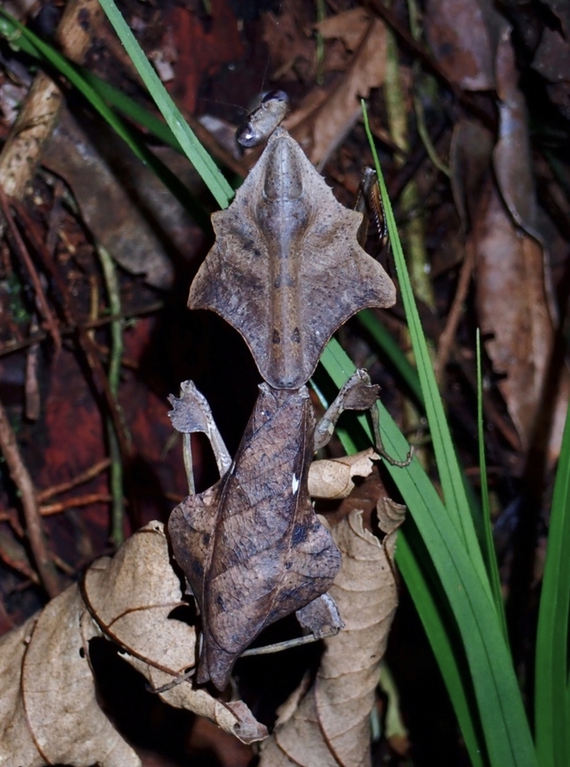 Dead Leaf Mantis - Deroplatys rhombica  Dead Leaf Mantis,Deroplatys rhombica,Malaysia,Mantis,Praying Mantis,Sarawak