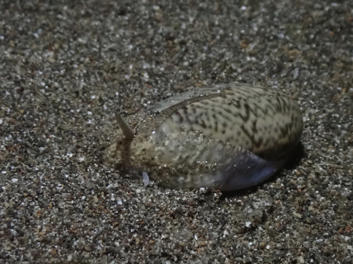 Olive Snail - Oliva keenii  Anilao,Batangas,Oliva keenii,Olive Snail,Philippines,Snail