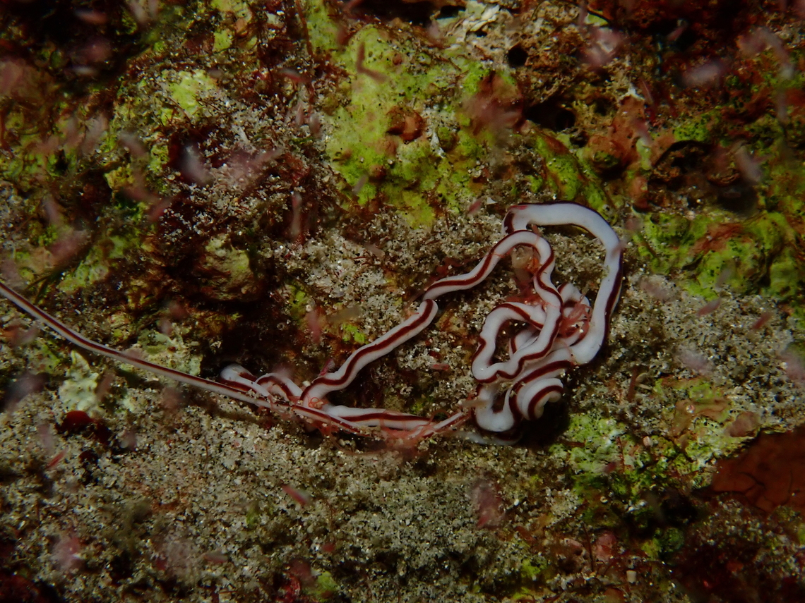 Dark-Striped Ribbon Worm - Baseodiscus hemprichii  Bali,Baseodiscus hemprichii,Dark-Striped Ribbon Worm,Dark-striped ribbon worm,Indonesia,Padangbai,Ribbon Worm,Worm
