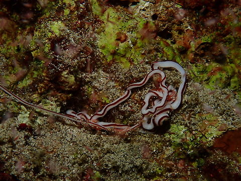 Dark-Striped Ribbon Worm - Baseodiscus hemprichii  Bali,Baseodiscus hemprichii,Dark-Striped Ribbon Worm,Dark-striped ribbon worm,Indonesia,Padangbai,Ribbon Worm,Worm