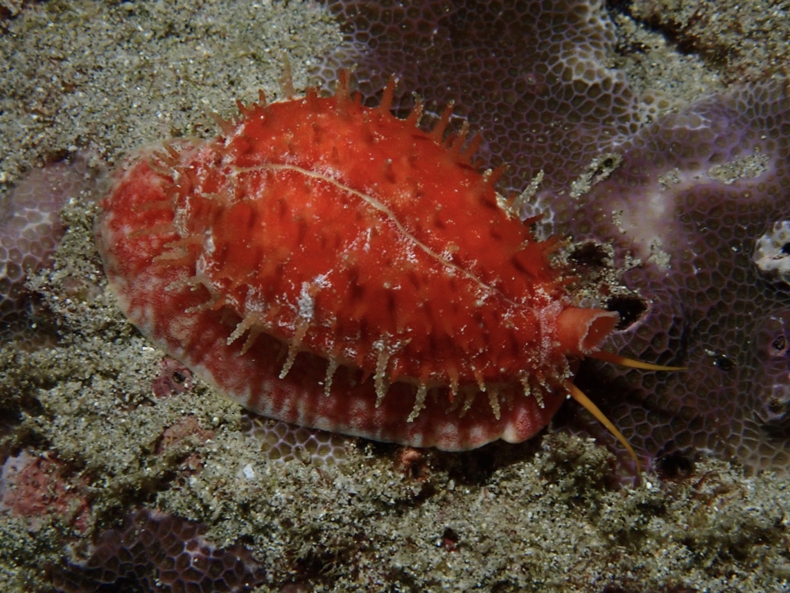 Chinese Cowrie - Ovatipsa chinensis  Bali,Cowrie,Indonesia,Ovatipsa chinensis,Padangbai