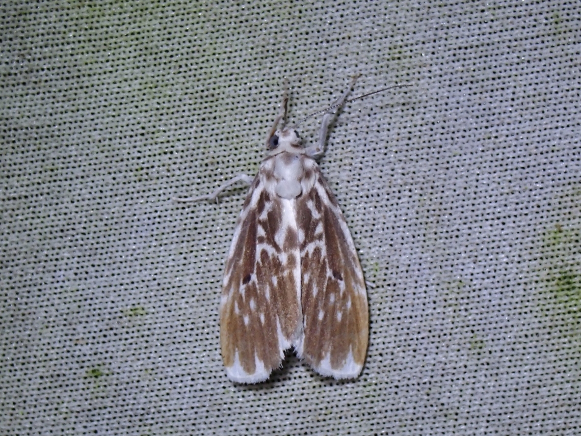 Lichen Moth - Adites pseudofrigida  Adites pseudofrigida,Lichen Moth,Malaysia,Moth,Sabah