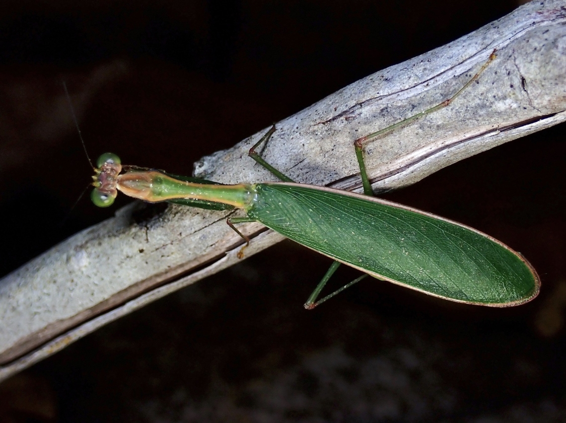 Flower Mantis - Anaxarcha limbata  Anaxarcha limbata,Flower Mantis,Malaysia,Mantis,Praying Mantis,Sabah