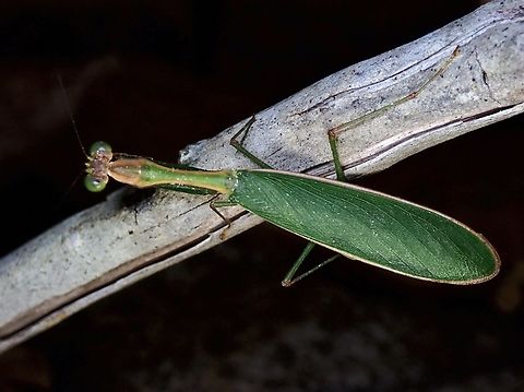 Flower Mantis - Anaxarcha limbata  Anaxarcha limbata,Flower Mantis,Malaysia,Mantis,Praying Mantis,Sabah