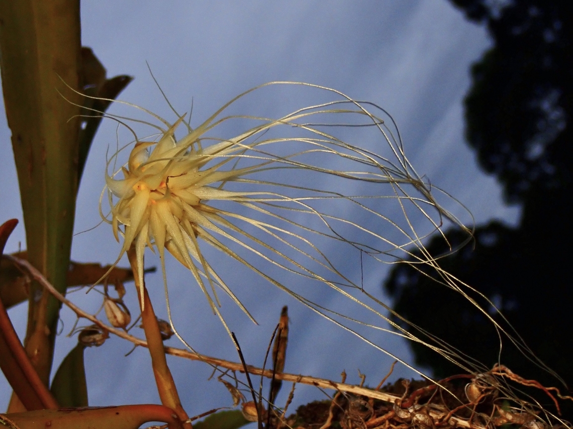 Medusa Orchid - Bulbophyllum medusae  Bulbophyllum medusae,Flower,Malaysia,Medusa Orchid,Orchid,Sabah