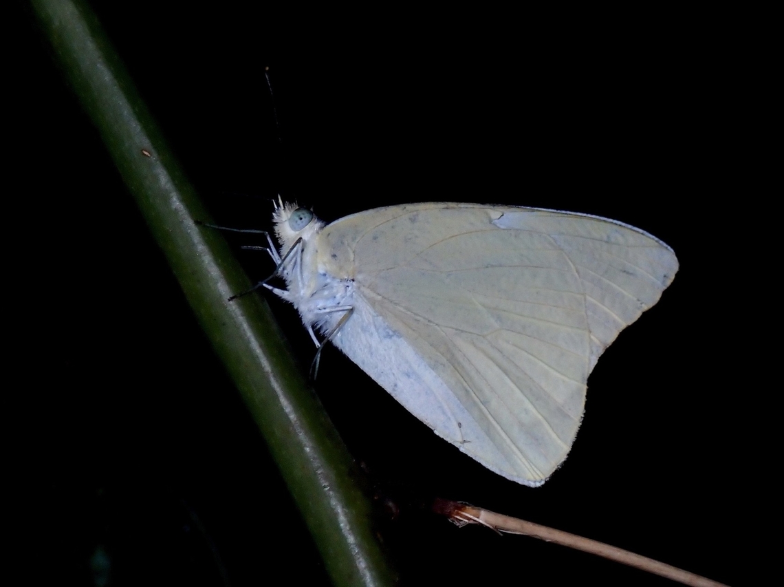 Sylhet Common Albatross - Appias albina darada  Appias albina darada,Butterfly,Common Albatross,Sylhet Common Albatross,Vietnam