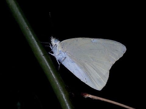Sylhet Common Albatross - Appias albina darada  Appias albina darada,Butterfly,Common Albatross,Sylhet Common Albatross,Vietnam