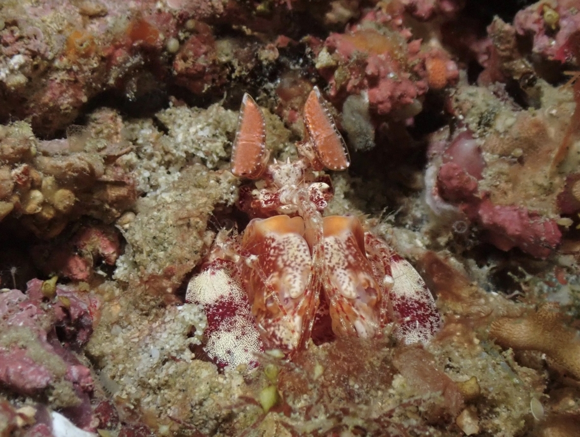 Golden Taiwan Mantis Shrimp - Lysiosquilloides taiwanica Anilao,Batangas,Lysiosquilloides taiwanica,Mantis Shrimp,Philippines,Shrimp