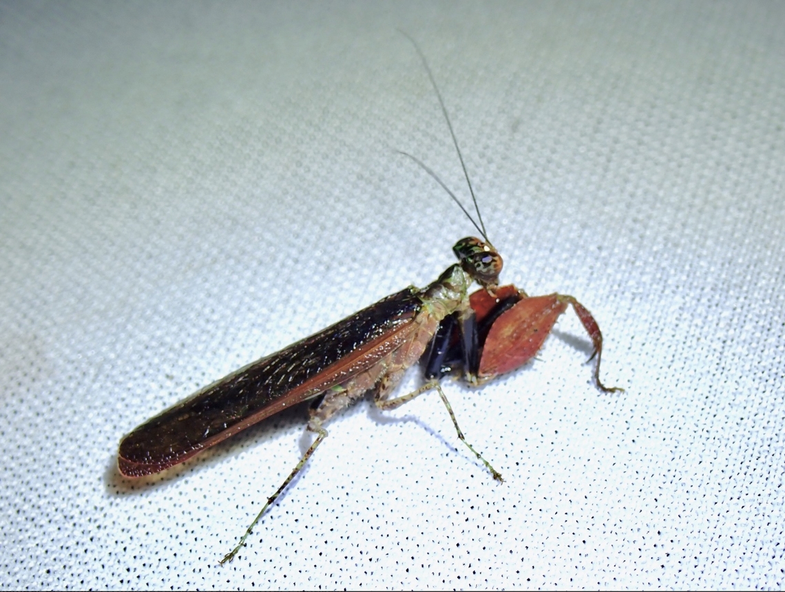 Boxer Boxer Mantis - Catestiasula moultoni Boxer Mantis,Catestiasula moultoni,Flower Mantis,Malaysia,Mantis,Praying Mantis,Sabah