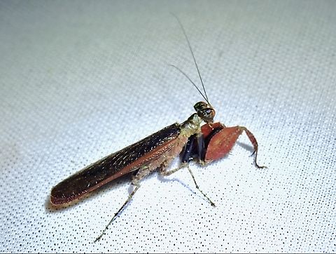 Boxer Boxer Mantis - Catestiasula moultoni Boxer Mantis,Catestiasula moultoni,Flower Mantis,Malaysia,Mantis,Praying Mantis,Sabah