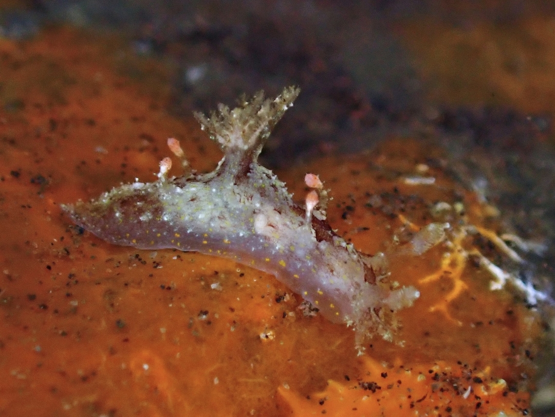 Hairy Leopard! X2<br />
<br />
Hairy Leopard Nudibranch - Plocamopherus ceylonicus Bali,Hairy Leopard Nudibranch,Indonesia,Nudibranch,Plocamopherus ceylonicus,Tulamben