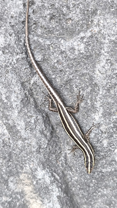 Yellow-Lined Forest Skink - Sphenomorphus sanctus  Bali,Forest Skink,Indonesia,Skink,Sphenomorphus sanctus,Tulamben,Yellow-Lined Forest Skink