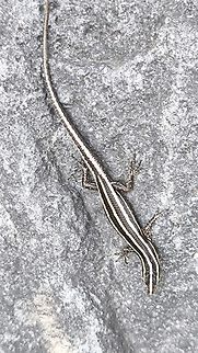 Yellow-Lined Forest Skink - Sphenomorphus sanctus  Bali,Forest Skink,Indonesia,Skink,Sphenomorphus sanctus,Tulamben,Yellow-Lined Forest Skink