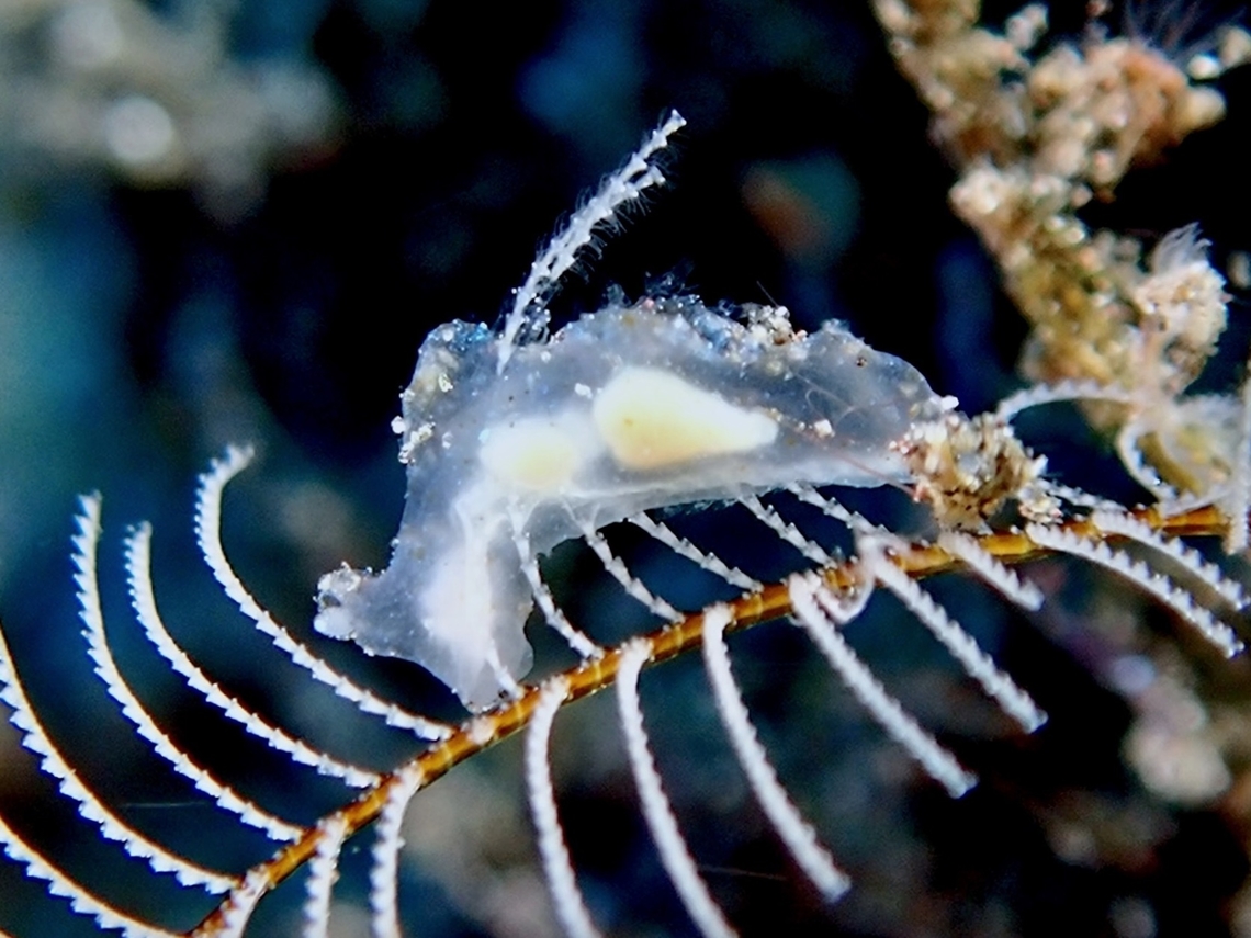 Translucent! More likely to be found in Asia Pacific. Bali,Indonesia,Notobryon wardi,Nudibranch,Tulamben
