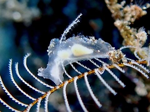 Translucent! More likely to be found in Asia Pacific. Bali,Indonesia,Notobryon wardi,Nudibranch,Tulamben
