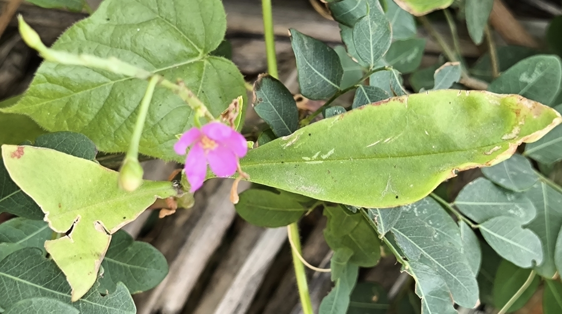 Philippine Spinach - Talinum fruticosum  Bali,Flower,Indonesia,Philippine Spinach,Plant,Talinum fruticosum,Tulamben